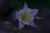 quote_images_flower.jpg